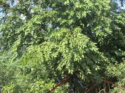 Tree PAALAI (grown).JPG