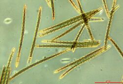 Trichoglossum hirsutum.phase-400x.jpg