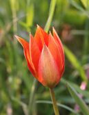 Flower of Tulipa orphanidea, showing cup shape