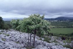 Whitebeam on slope above Newtown - geograph.org.uk - 65597.jpg