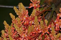 Woody Vine (Callerya nieuwenhuisii) flowers (23748990615).jpg