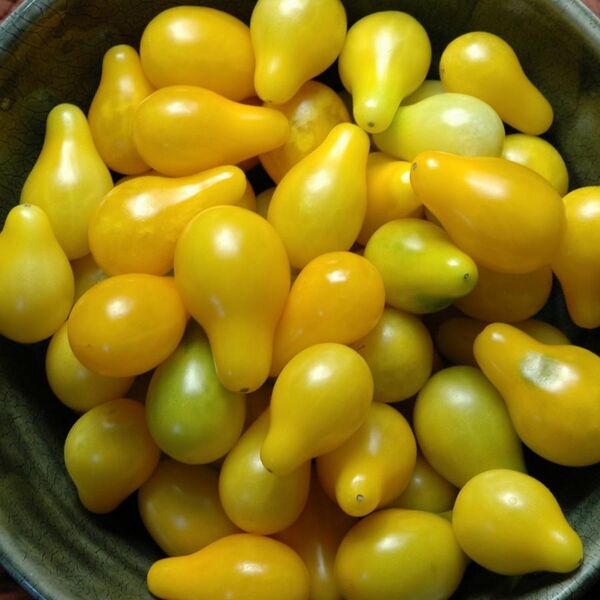 File:Yellow Pear Tomatoes 012.jpg