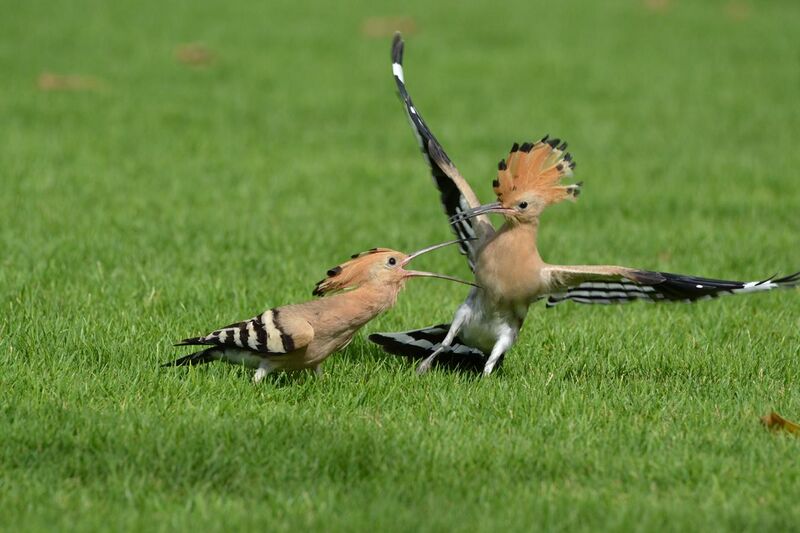 File:Young and mature hoopoe.jpg