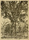 'Henry Clay Tree' (cropped).jpg