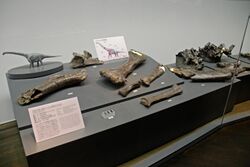 フクイティタンの化石.jpg