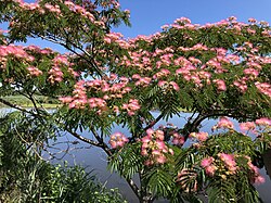 2018-07-08 11 10 27 Rosea Mimosa blossoms along the ramp from southbound Interstate 95 (New Jersey Turnpike Eastern Spur) to westbound Interstate 280 (Essex Freeway) in the New Jersey Meadowlands, within Kearny, Hudson County, New Jersey.jpg