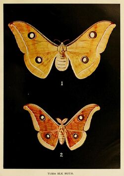 24-Indian-Insect-Life - Harold Maxwell-Lefroy - Antheraea-paphia.jpg