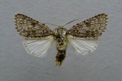 Acronicta euphorbiae.male.jpg