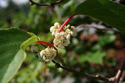 Actinidia-arguta-flowers.jpg