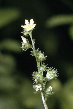 Agrimonia gryposepala flowers.jpg