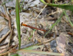 Agriocnemis minima.jpg