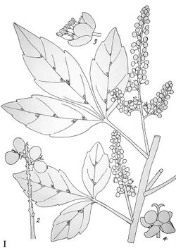 Allophylus decipiens02.jpg