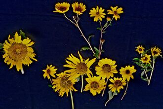 Annual&perennial sunflowerheads.jpg