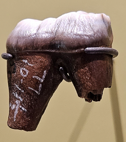 Arctodus simus molar.png