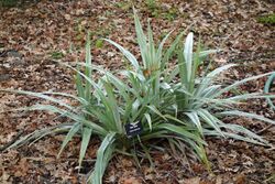 Astelia chathamica - McConnell Arboretum & Botanical Gardens - DSC02983.JPG