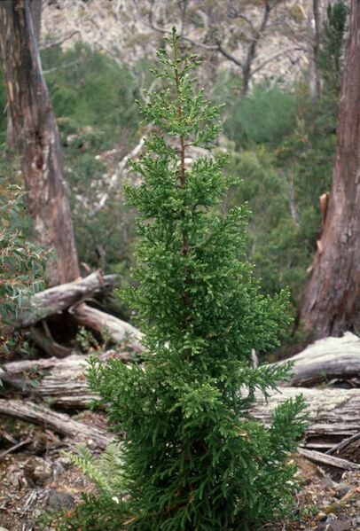 File:Athrotaxis selaginoides, Mt Field National Park Tasmania - CSIRO ScienceImage 529.jpg