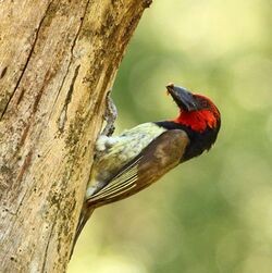 Barbet Black-collared 2011 10 22 12 24 19 4658.jpg