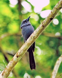 Blue Paradise-flycatcher.jpg