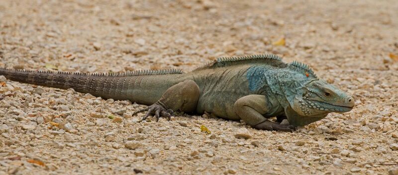 File:Blue iguana (Cyclura lewisi) male.JPG