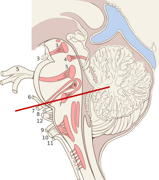 File:Brain stem sagittal section.svg