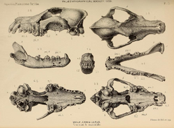 British Pleistocene Mammalia (1866) Wolf Cranium & Jaws.png
