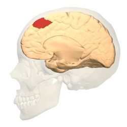 Brodmann area 8 medial.jpg