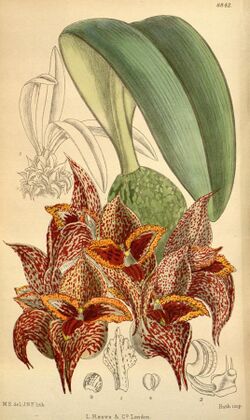 Bulbophyllum macrobulbum 146-8842.jpg