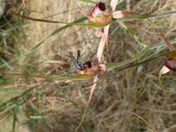 Caladenia arenicola with wasp.jpg