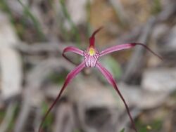 Caladenia occidentalis 02.jpg