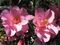 Camellia x williamsii 'Brigadoon'.JPG