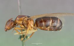 Camponotus hyatti castype00599 profile 1.jpg