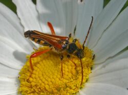Cerambycidae - Stenopterus rufus-1.JPG