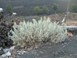 Chã das Caldeiras-Artemisia gorgonum.jpg