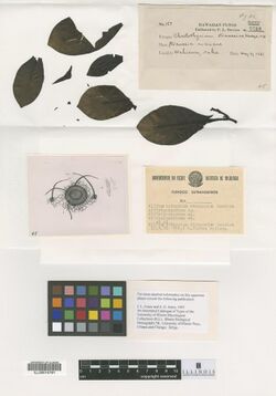Chaetothyrium straussiae herbarium.jpg