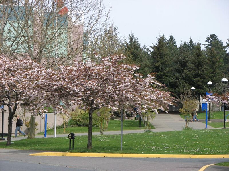File:Cherry Tree Blossoms at Camosun College - Interurban Campus.jpg