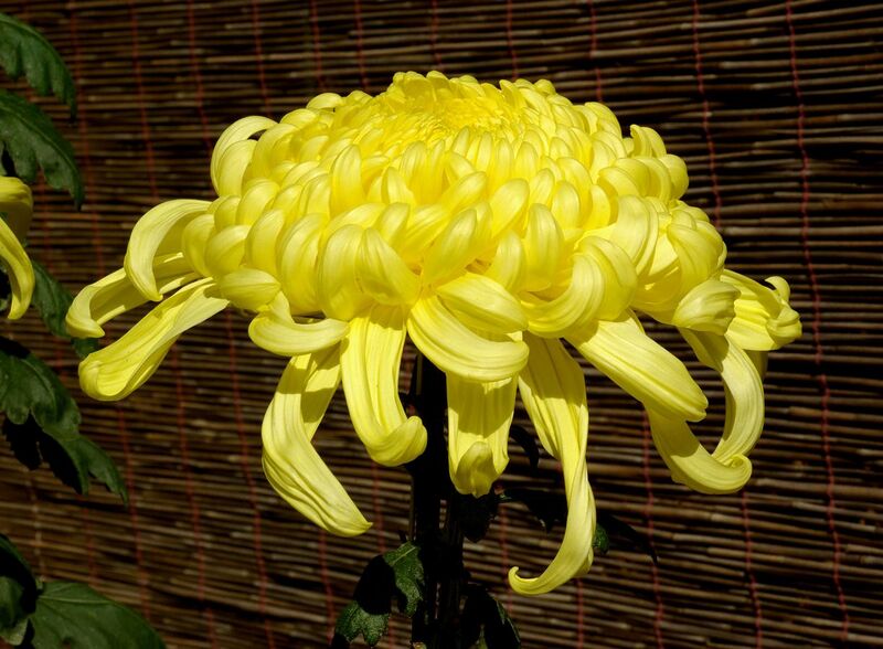 File:Chrysanthemum November 2007 Osaka Japan.jpg