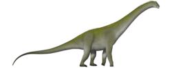 Chucarosaurus UDL.png