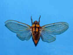 Cicadidae - Carineta diardi.JPG