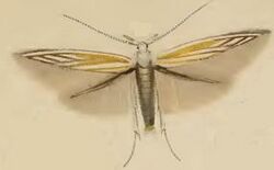 Coleophora currucipennella.JPG