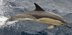 Common Dolphin.jpg