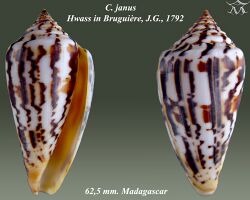 Conus janus 1.jpg