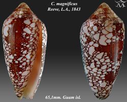 Conus magnificus 1.jpg