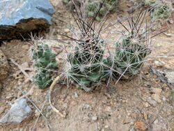 Coryphantha macromeris.jpg