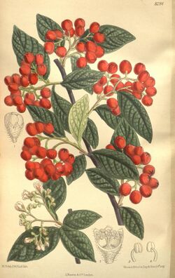 Cotoneaster moupinensis floribunda 135-8284.jpg