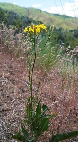 Crepis barbigara 1.jpg