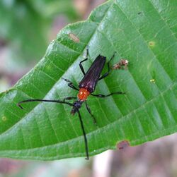 Cyphonotida rostrata, Lepturinae, Cerambycidae - Flickr - gailhampshire.jpg