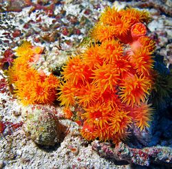 Dendrophylliidae - Tubastraea faulkneri (Orange Sun Coral).jpg