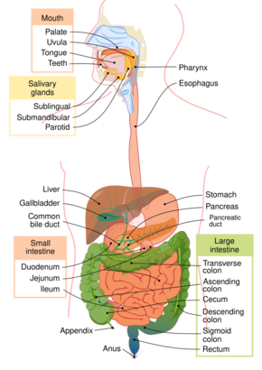 Digestive system diagram en.svg