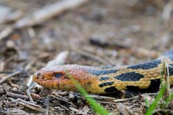 Eastern Fox Snake (Pantherophis gloydi) (17627025718).jpg