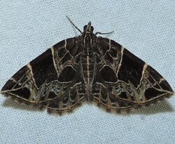 Ecliptopera atricolorata - Dark-banded Geometer Moth (16058549576).jpg